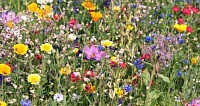 English Wildflower Seeds